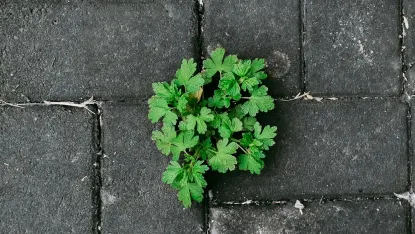 كازينو ديبوزيت وين تطبيق الهاتف المحمول